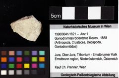 Foto (Objket + Etiketten) von Cracensigillatus acutirostris (Moericke, 1889) 